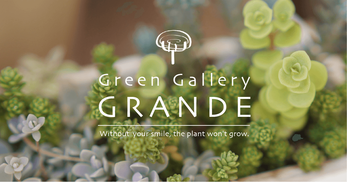 観葉植物専門店 東京の観葉植物専門店 グランデ立川店 店舗紹介